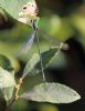 Willow Emerald Damselfly at Wat Tyler Country Park (Tim Bourne) (53095 bytes)