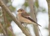 Pied Flycatcher at Wallasea Island (RSPB) (Jeff Delve) (50385 bytes) Pied Flycatcher at Wallasea Island (RSPB) (Jeff Delve) (50385 bytes)