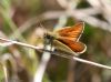 Essex Skipper at Canvey Way (Jeff Delve) (48598 bytes)