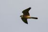 Red-footed Falcon at Bowers Marsh (RSPB) (Gordon Appleton) (16223 bytes) Red-footed Falcon at Bowers Marsh (RSPB) (Gordon Appleton) (16223 bytes)
