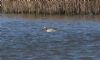 Garganey at Wallasea Island (RSPB) (Jeff Delve) (74359 bytes)