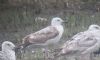 Caspian Gull at Bowers Marsh (RSPB) (Paul Griggs) (45068 bytes) Caspian Gull at Bowers Marsh (RSPB) (Paul Griggs) (45068 bytes)