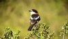 Woodchat Shrike at Stambridge Mills (Paul Baker) (61795 bytes)