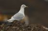 Iceland Gull at Private site with no public access (Steve Arlow) (36220 bytes)