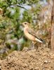 Wheatear at Fleet Head (Graham Oakes) (151934 bytes)