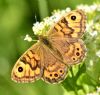 Wall Brown at Vange Marsh (RSPB) (Graham Oakes) (121890 bytes)