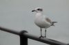 Mediterranean Gull at Southend Pier (Max Hellicar) (19981 bytes)