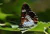 White Admiral at Belfairs N.R. (Richard Howard) (53746 bytes)