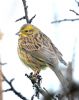 Yellowhammer at Bowers Marsh (RSPB) (Graham Oakes) (56885 bytes) Yellowhammer at Bowers Marsh (RSPB) (Graham Oakes) (56885 bytes)