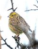 Yellowhammer at Bowers Marsh (RSPB) (Graham Oakes) (56885 bytes)