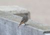 Black Redstart at Gunners Park (Paul Griggs) (46092 bytes)