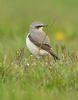 Wheatear at Bowers Marsh (RSPB) (Graham Oakes) (61640 bytes)