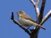 Chiffchaff at Gunners Park (Vince Kinsler) (42832 bytes)