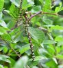 Southern Hawker at West Canvey Marsh (RSPB) (Graham Oakes) (115421 bytes) Southern Hawker at West Canvey Marsh (RSPB) (Graham Oakes) (115421 bytes)