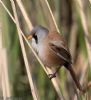 Bearded Tit at Vange Marsh (RSPB) (Jeff Delve) (65990 bytes)