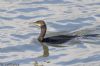 Shag at South Fambridge (Jeff Delve) (56014 bytes)