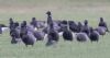 Black Brant at Wallasea Island (RSPB) (Jeff Delve) (42586 bytes) Black Brant at Wallasea Island (RSPB) (Jeff Delve) (42586 bytes)