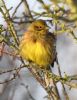 Yellowhammer at Bowers Marsh (RSPB) (Graham Oakes) (79100 bytes)