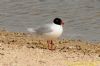 Mediterranean Gull at Canvey Point (Richard Howard) (121442 bytes)