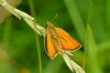 Small Skipper at Belfairs (Richard Howard) (41132 bytes)