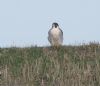 Peregrine Falcon at Wallasea Island (RSPB) (Jeff Delve) (91177 bytes) Peregrine Falcon at Wallasea Island (RSPB) (Jeff Delve) (91177 bytes)
