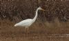 Great White Egret at Wallasea Island (RSPB) (Steve Arlow) (108856 bytes)