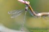 Willow Emerald Damselfly at Benfleet Downs (Richard Howard) (40453 bytes)