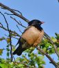 Rose-coloured Starling at Rayleigh (Graham Oakes) (50979 bytes) Rose-coloured Starling at Rayleigh (Graham Oakes) (50979 bytes)