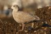 Larus sp. at Private site with no public access (Steve Arlow) (74410 bytes) Larus sp. at Private site with no public access (Steve Arlow) (74410 bytes)