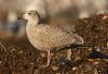 Larus sp. at Private site with no public access (Steve Arlow) (74410 bytes)