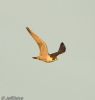 Peregrine Falcon at Wallasea Island (RSPB) (Jeff Delve) (23755 bytes) Peregrine Falcon at Wallasea Island (RSPB) (Jeff Delve) (23755 bytes)