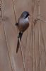 Bearded Tit at Bowers Marsh (RSPB) (Vince Kinsler) (37876 bytes)