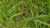 Butterflies and Moths at South Fambridge (Paul Baker) (104951 bytes)