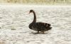 Black Swan at Bowers Marsh (RSPB) (Steve Arlow) (182044 bytes) Black Swan at Bowers Marsh (RSPB) (Steve Arlow) (182044 bytes)