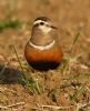 Dotterel at Wallasea Island (RSPB) (Steve Arlow) (184596 bytes) Dotterel at Wallasea Island (RSPB) (Steve Arlow) (184596 bytes)