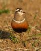 Dotterel at Wallasea Island (RSPB) (Steve Arlow) (184596 bytes)