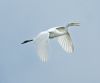 Great White Egret at Bowers Marsh (RSPB) (Graham Oakes) (25479 bytes) Great White Egret at Bowers Marsh (RSPB) (Graham Oakes) (25479 bytes)