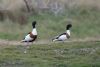 Shelduck at Gunners Park (Jeff Delve) (57459 bytes)