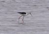 Black-winged Stilt at Wallasea Island (RSPB) (Vince Kinsler) (48915 bytes)