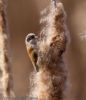 Penduline Tit at Magnolia NR, Hawkwell (Jeff Delve) (80679 bytes)