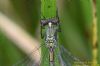 Scarce Emerald Damselfly at Canvey Way (Richard Howard) (59198 bytes)