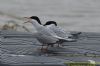 Common Tern at Canvey Point (Richard Howard) (60752 bytes)