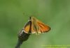 Small Skipper at Benfleet Downs (Richard Howard) (35073 bytes)