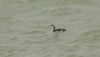 Black-throated Diver at Southend Pier (Steve Arlow) (39891 bytes) Black-throated Diver at Southend Pier (Steve Arlow) (39891 bytes)