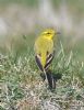 Yellow Wagtail at Fleet Head (Graham Oakes) (115259 bytes)