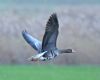 White-fronted Goose at Bowers Marsh (RSPB) (Graham Oakes) (44212 bytes)