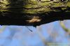 Treecreeper at Belfairs Golf Course (Richard Howard) (115512 bytes)