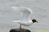 Mediterranean Gull at Westcliff Seafront (Richard Howard) (53150 bytes)