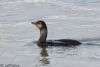 Shag at South Fambridge (Jeff Delve) (52305 bytes)