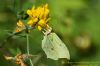 Brimstone at Belfairs Great Wood (Richard Howard) (49024 bytes)